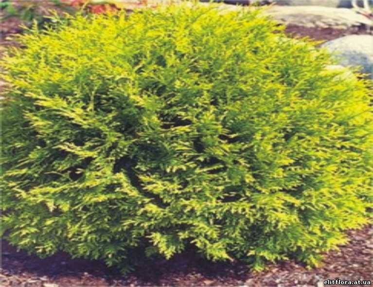 Глифос гербицид сплошного действия 50мл Home Garden Сколько не трудишься об